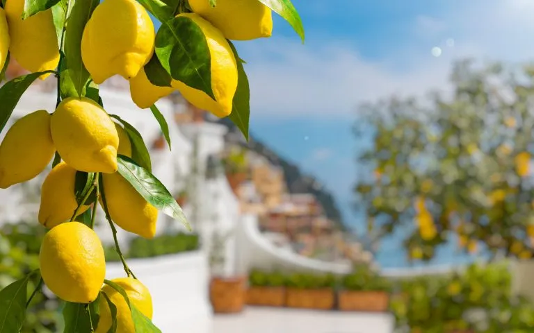 Bunches of fresh yellow ripe lemons with green leaves.