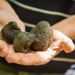 Freshly dug truffles in Tuscany, Italy.