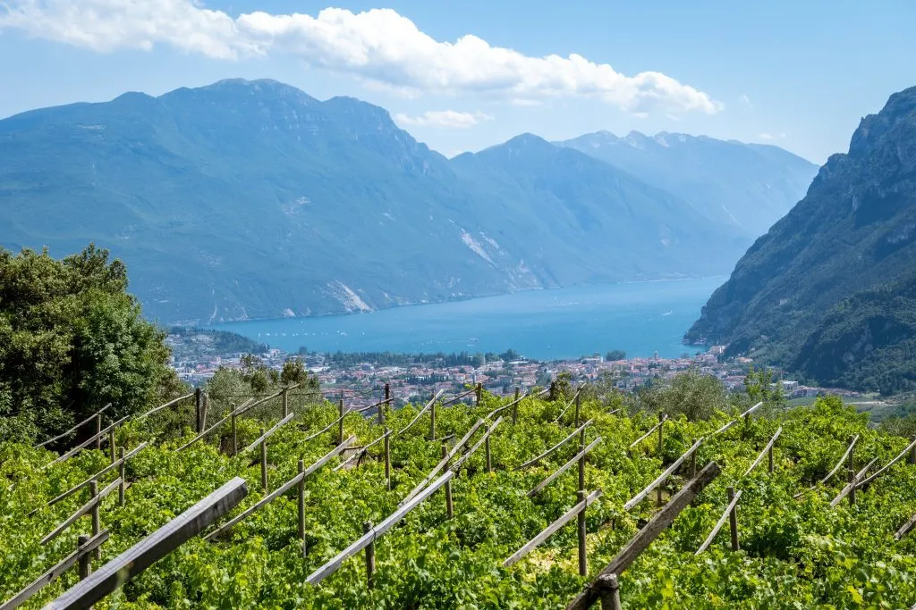 Wein vom Gardasee