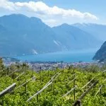 Wein vom Gardasee