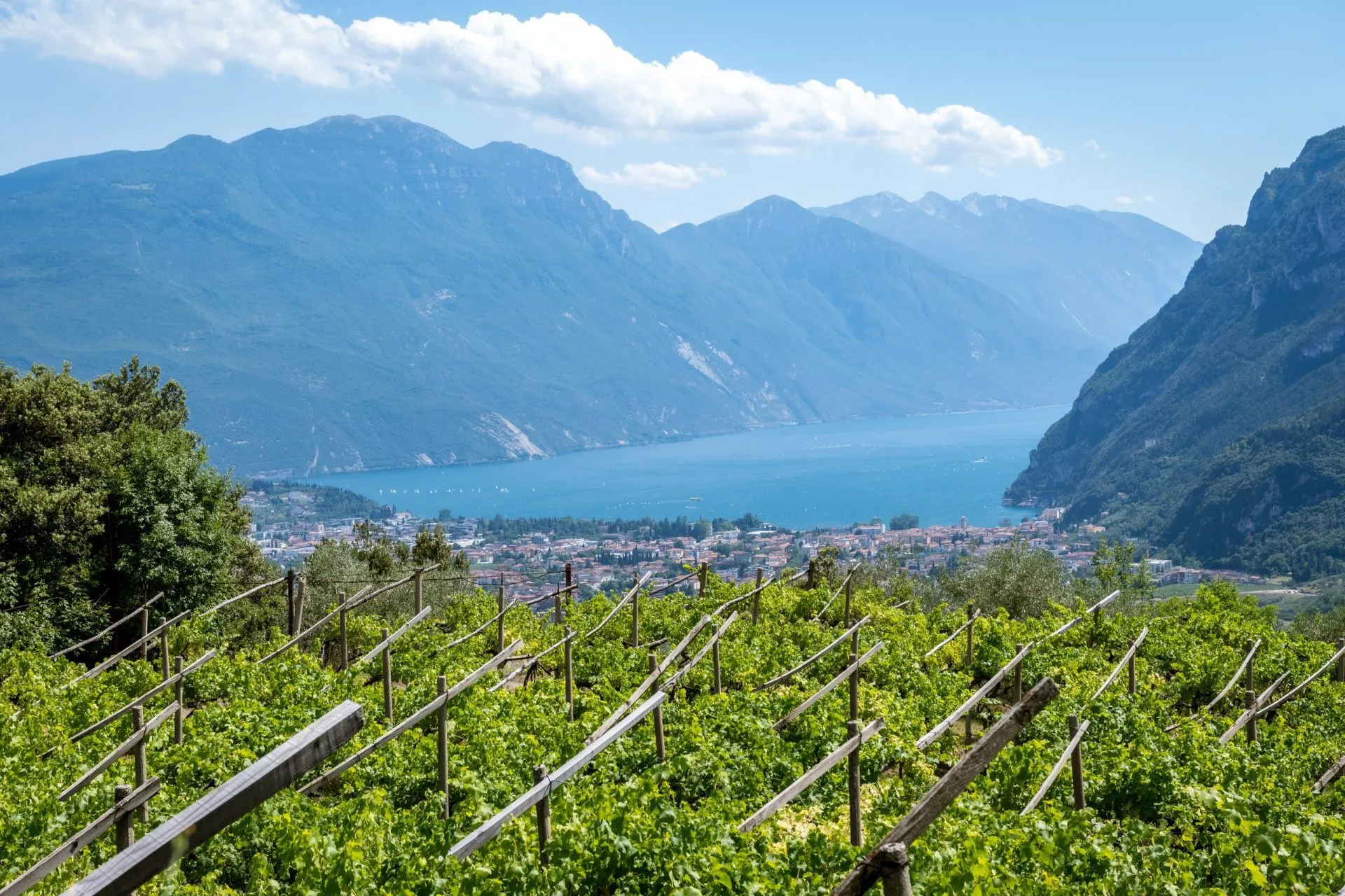 Wein vom Gardasee